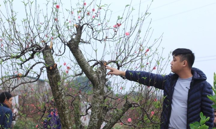 Hàng trăm gốc đào Tết bị kẻ xấu phá hoại trong đêm: Không phải lần đầu tiên