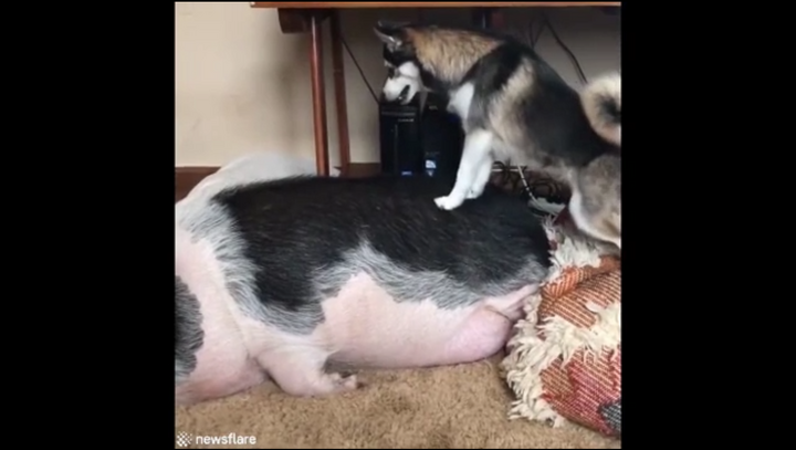 Clip: Chó Husky nỗ lực đánh thức chú lợn đang ngủ say