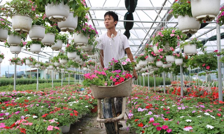 Chàng nhân viên ngân hàng thuê đất trồng hoa kiếm bạc tỷ dịp Tết