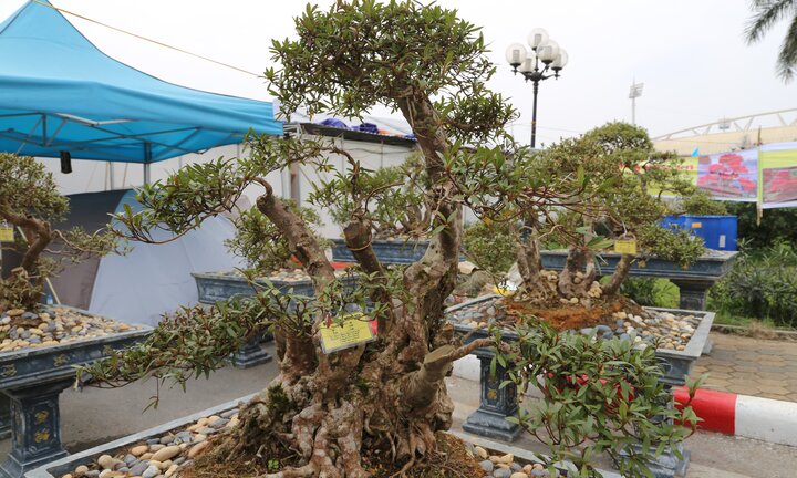 Video: Ngắm cây đỗ quyên 400 năm tuổi thế quần tụ của đại gia Lào Cai, trả 1 tỷ đồng không bán