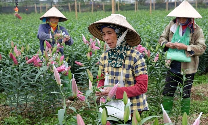 Video: Thời tiết thất thường, nông dân Tây Tựu chán nản bán hoa ly nở sớm