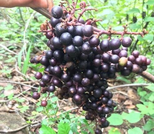 Mãn nhãn với chùm nho rừng gần 600 quả ở Ninh Thuận