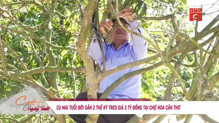 Mục sở thị 'cụ' mai gần 200 tuổi treo giá 3 tỷ đồng ở Cần Thơ