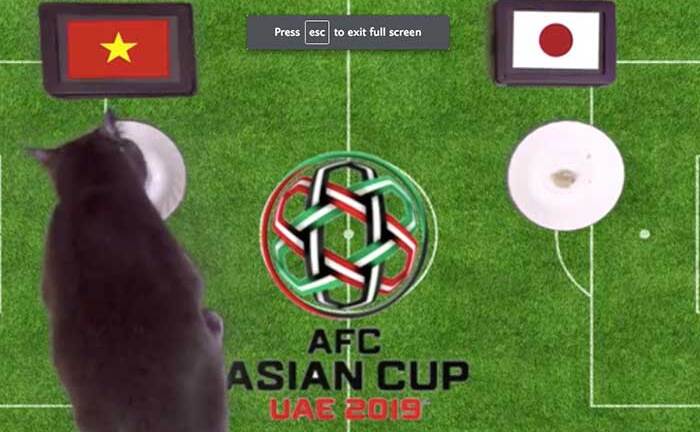 Mèo tiên tri dự đoán Việt Nam hạ Nhật Bản, vào bán kết Asian Cup 2019