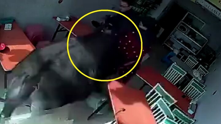 Clip: Trâu 'điên' sổng lò mổ, lùa người phụ nữ mặc áo đỏ chạy té khói