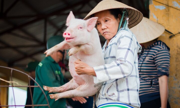 Phiên chợ độc nhất vô nhị ở Việt Nam, phụ nữ bế heo như bế con