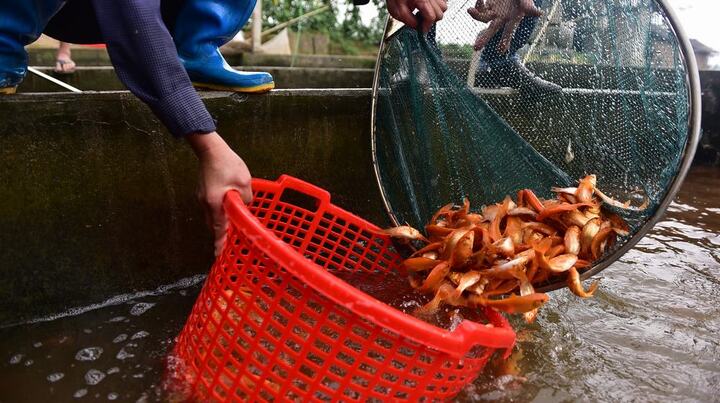 Ảnh: Làng cá chép miền Bắc vàng rực trước ngày ông Công ông Táo