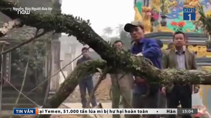 Clip: Cây sưa đỏ trăm tỷ ở Hà Nội bị chặt hạ