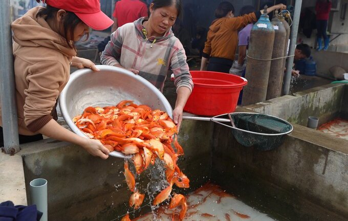 Video: Hàng chục tấn cá chép đỏ ở Phú Thọ nườm nượp ra chợ