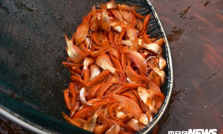 Giá cá chép đỏ giảm mạnh trước ngày ông Táo về trời