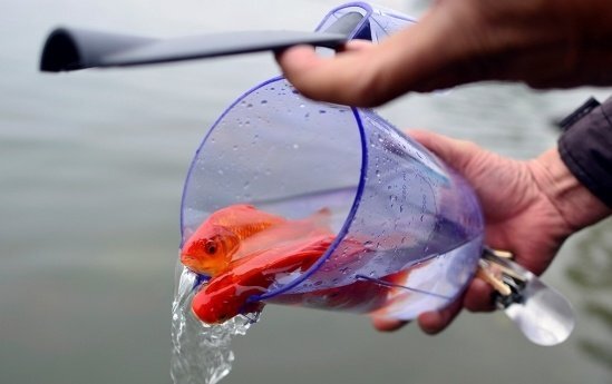 Thả cá chép ngày 23 tháng Chạp, nhất định phải lưu ý những điều này