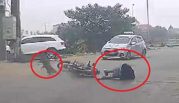 Clip: Chó thả rông lao sang đường như tên bắn, đốn ngã thanh niên đi xe máy