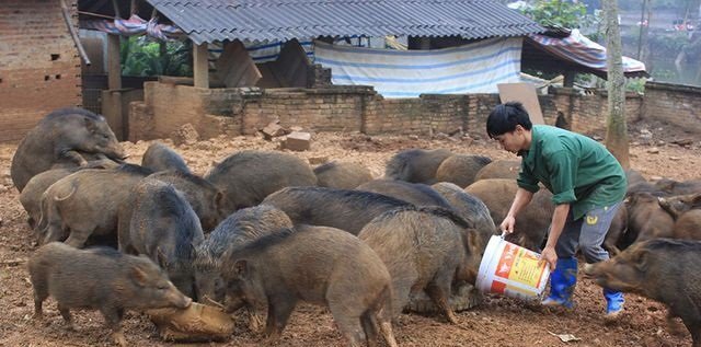 Video: Ngắm đàn lợn rừng của thanh niên Hà Nội cho thu nhập hàng trăm triệu đồng mỗi lứa