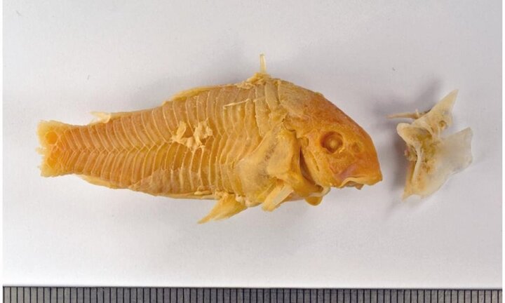 Chơi dại nuốt cá trê vào bụng, nam thanh niên nhập viện khẩn cấp