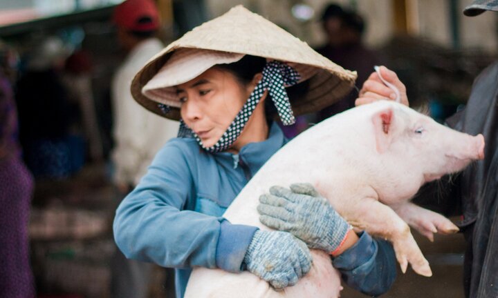 Ảnh: Tới Quảng Nam xem chị em bồng heo, nựng heo ở chợ Bà Rén