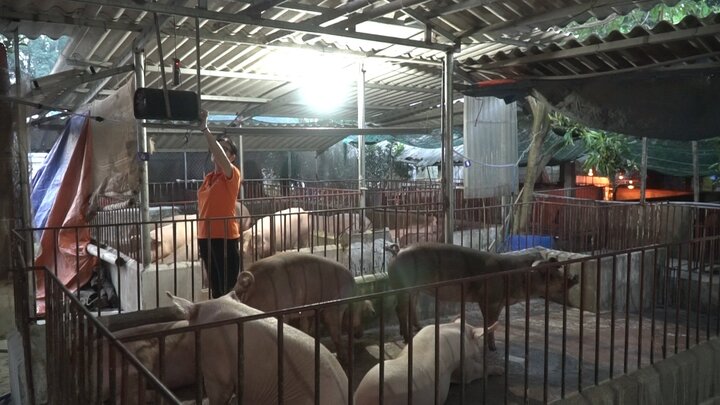 Video: Nông dân Hà Nội thu tiền tỷ nhờ nuôi lợn cho nghe nhạc Pháp