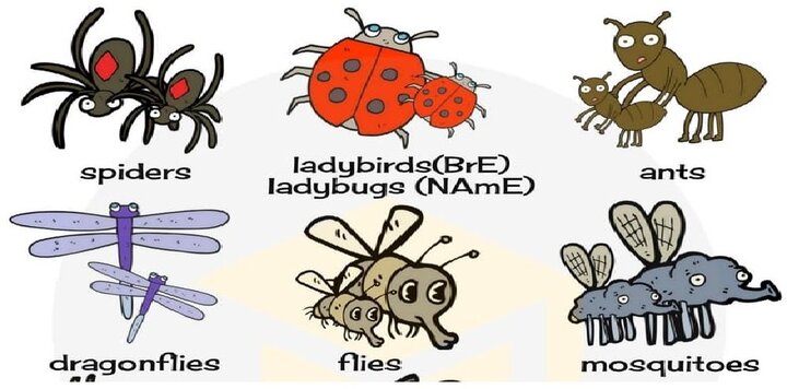 Từ vựng tiếng Anh về các loài côn trùng