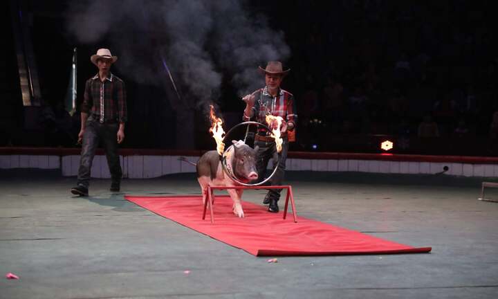 Video: Tròn mắt xem những chú lợn Móng Cái vượt vòng lửa