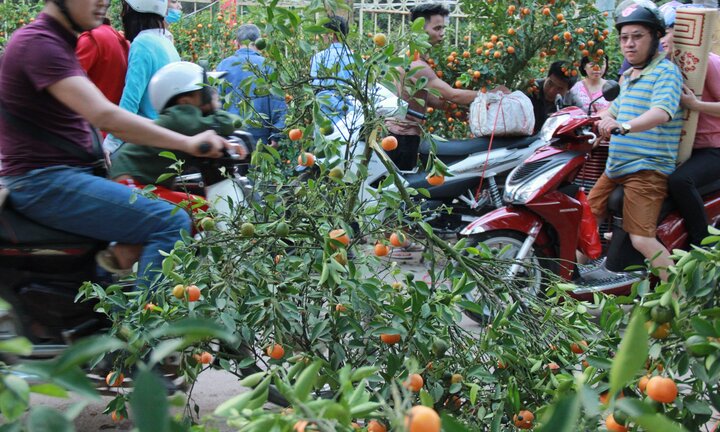 Tiểu thương thẳng tay vứt bỏ quất cảnh trong chiều 30 Tết