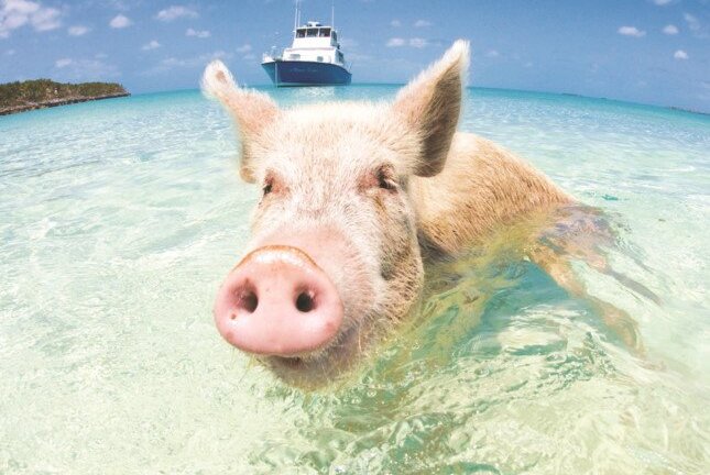 Câu chuyện về những chú lợn biết bơi ở Bahamas
