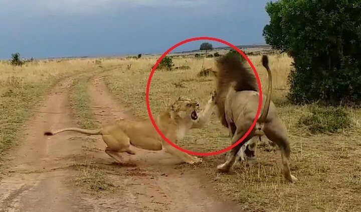 Clip: Bị đánh thức khi đang say ngủ, sư tử cái lồng lộn đòi đánh sư tử đực