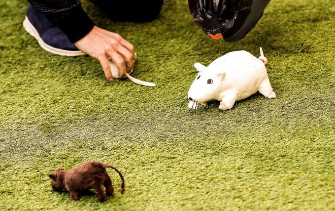 Courtois bị CĐV Atletico tấn công bằng chuột bông