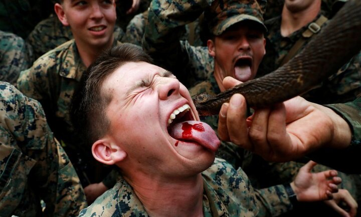 Lính Mỹ uống máu rắn hổ mang, nhai bọ cạp sống để sinh tồn