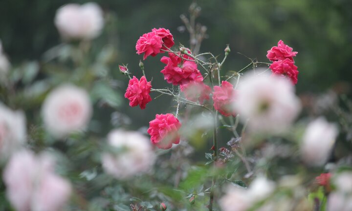 Lạc lối trong vườn hồng lớn nhất Việt Nam, một lần nở hàng triệu bông