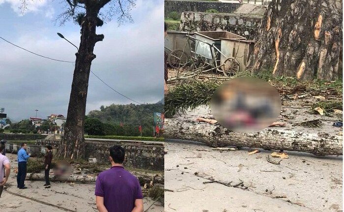 Xác định danh tính thanh niên thiệt mạng vì cành cây rơi trúng đầu