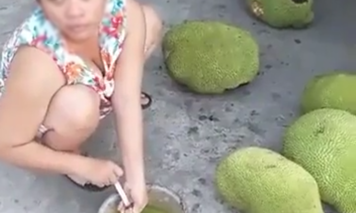 Dung dịch thúc mít chín nhanh gây hoang mang