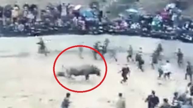 Clip: Trâu say rượu, nổi điên húc chủ chết thảm trong lễ hội ngày Tết