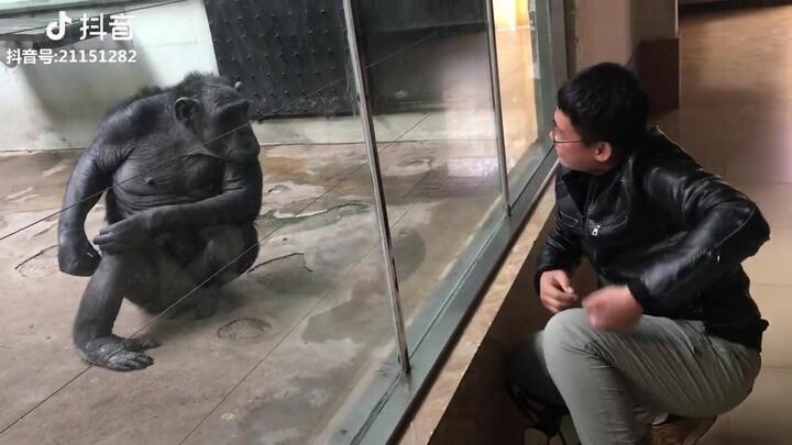 Clip: Chàng trai bày trò trêu chọc khiến đười ươi tức giận