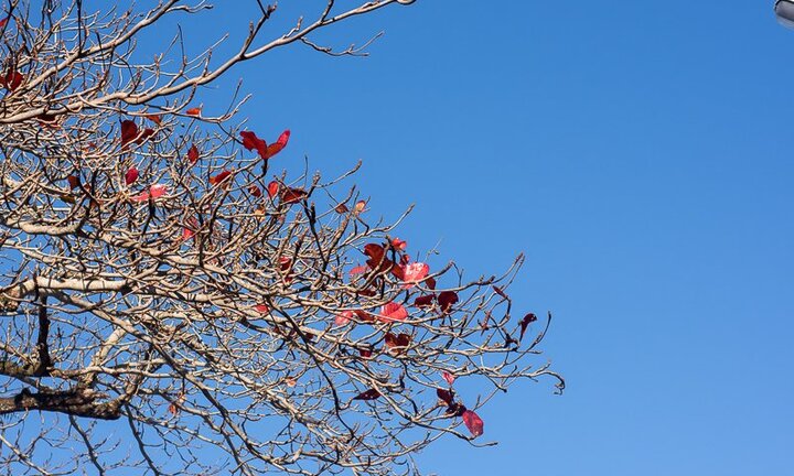 Ảnh: Ngắm xứ Huế đẹp mơ màng mùa hoa bàng lá đỏ