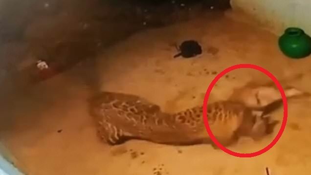 Clip: Đang thiu thiu ngủ, chó nhà bị báo đốm phục kích, ngoạm chết trong 1 nốt nhạc