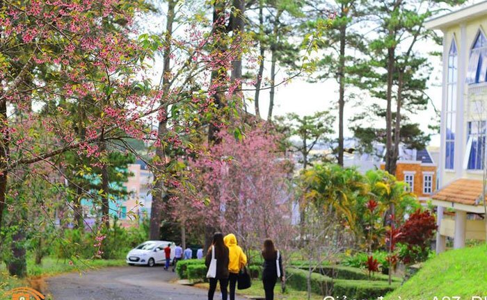 Ảnh: Đại học Đà Lạt đẹp mơ màng trong sắc hồng mai anh đào