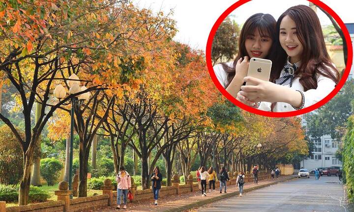 Video: Thiếu nữ đổ xô đi 'check in' con đường lá vàng đẹp như Hàn Quốc ở Hà Nội