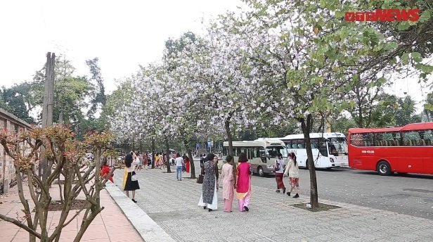 Video: Người Hà Nội nô nức chụp hình cùng hoa ban Tây Bắc nở rộ gần Hoàng Thành Thăng Long