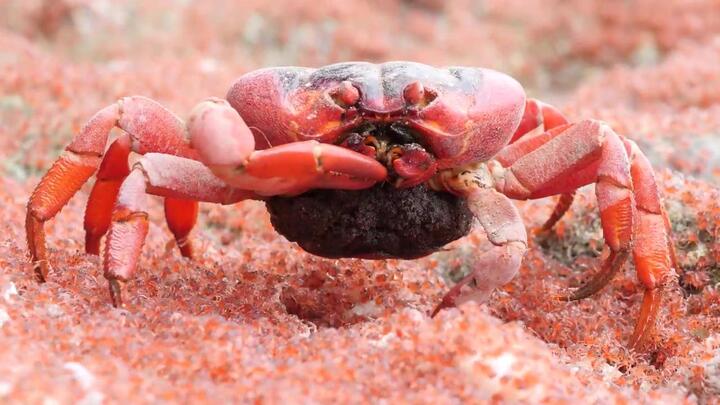 Kinh ngạc cua cái mang thai ngấu nghiến ăn thịt cua non như bỏng ngô