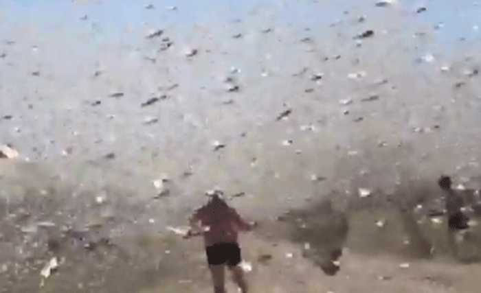 Video: Kinh hoàng cảnh tượng châu chấu bay rợp trời ở Nga