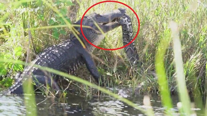 Clip: Cá sấu khổng lồ tử chiến nghẹt thở với trăn dài 5 m