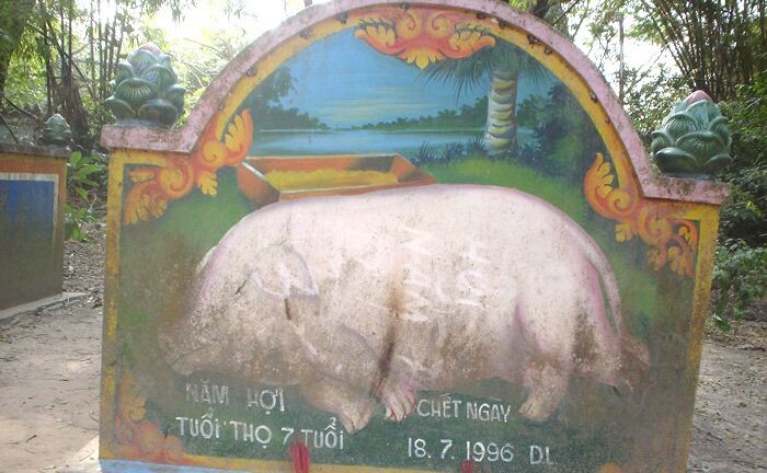 Kỳ dị đàn lợn khất thực kiếm ăn và người đàn bà nhận lợn là… mẹ đẻ