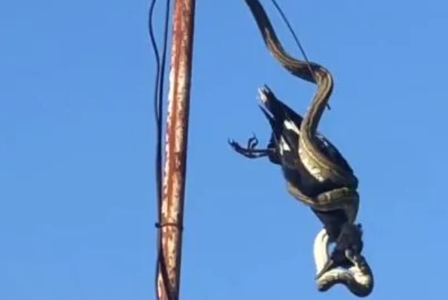 Trăn treo mình trên cột ăng ten siết chết con chim lớn