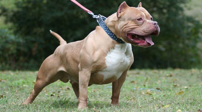 Bé gái 5 tuổi bị chó Pitbull cắn rách mặt