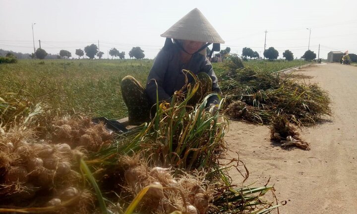 Đồng khô, tỏi chết, nông dân Lý Sơn điêu đứng