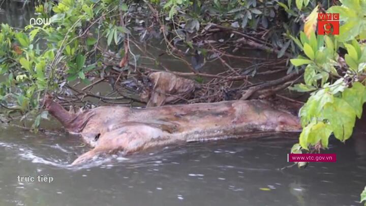 Kinh hãi dân vứt xác lợn lở mồm long móng xuống suối