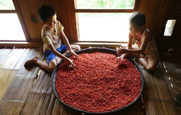 'Vua' dổi xứ Mường, thu nửa tỷ đồng/năm