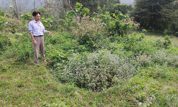 Sét đánh bật mộ và kỳ dị người đàn bà thả cả tấn rắn khổng lồ nghi trấn yểm núi Ba Vì