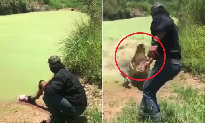 Clip: Cá sấu tinh ranh ngụy trang, suýt ngoạm đứt tay chủ lúc cho ăn