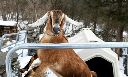 Thị trấn Mỹ bầu dê làm thị trưởng