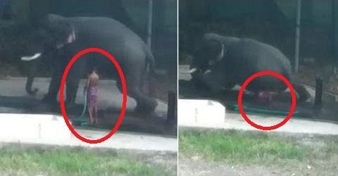 Clip: Trượt ngã khi cầm gậy đánh voi, người đàn ông bị đè chết thảm